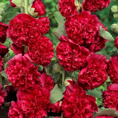 Pollinator’s Paradise - Cottage Garden Seeds