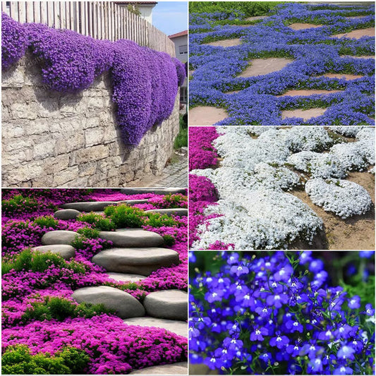 EcoCarpet – Creeping Thyme Lawn Cover Seeds